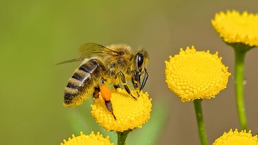 Een bij die op een bloem zit een een bijensteek kan geven