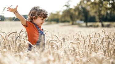 Jongen speelt in graanveld in scandinavië