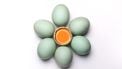 een bloem van eieren die symbool staan voor de ovulatie, ofwel eisprong