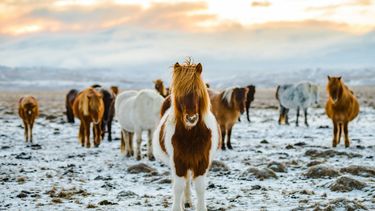 paardencoach