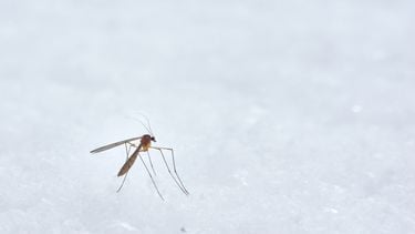 Muggen, wat kun je er tegendoen?