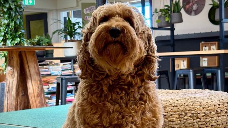 Schooldirecteur over Charlie, de schoolhond die er gewoon is: ‘Ze helpt kinderen met iets wat volwassenen soms niet kunnen’