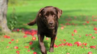 hond