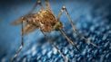 7 kleine beestjes zoals muggen en teken en wat je er tegen kunt doen