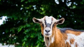 blunder-kinderboerderij