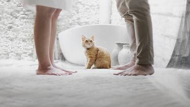 Co-ouderschap: Ouders staan lijnrecht tegenover elkaar, de kat kijkt toe