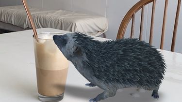 Een egeltje op tafel bij een koffie via Google 3D Dieren