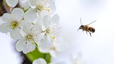 bloemetjes en bijtjes seksuele voorlichting